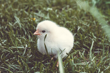 Cute fluffy baby chickens together on green grass outdoors, pockmarked baby chick, little hen,  yellow flower. Domestic bird, poultry feeding. Feed for pets