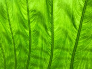 green leaf texture