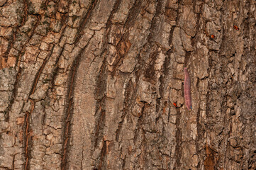 Mimas tiliae - Lime hawk-moth - Sphinx du tilleul, Chenille