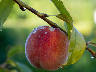 Fresh peach on a tree branch. Raindrops on a peach.