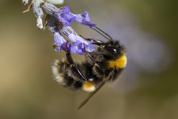 bee on lavender macro