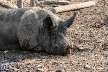 Fototapeta premium Happy pigs on a farm in the UK laying lazy on a hot summer day