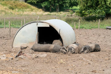 Happy pigs on a farm in the UK laying lazy on a hot summer day