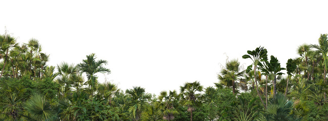 Palm garden on a transparent background 