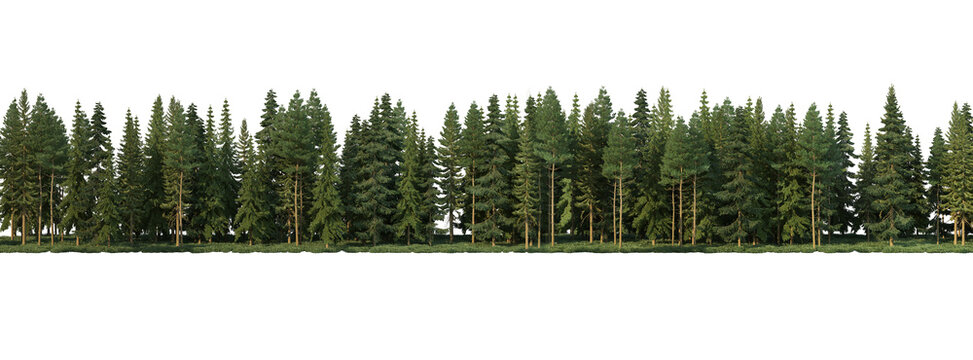 Coniferous forest on a transparent background