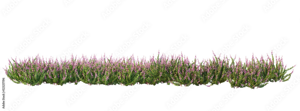 Wall mural Shrubs and flower on a transparent background
