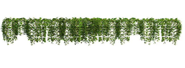 Fototapeta premium Ivy on a transparent background 