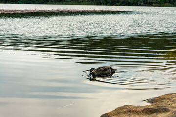 Exploring nature during a beautiful afternoon at Manly Dam 