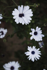 Upshot of flowers