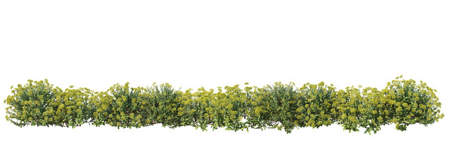 Shrubs and flower on a transparent background
