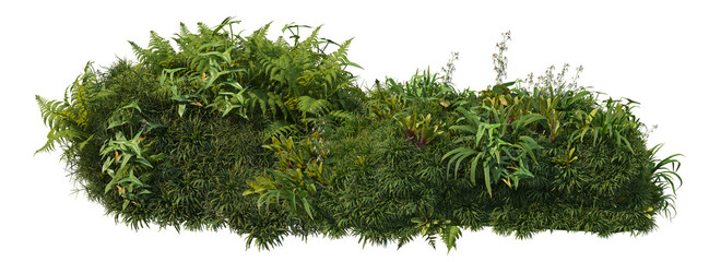 Fototapeta premium Shrubs and flower on a transparent background 
