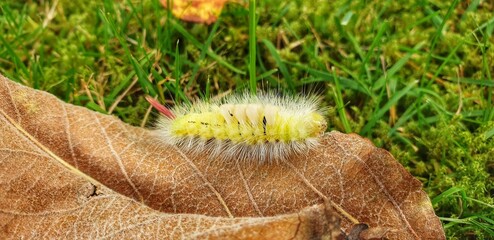 Gelbe Raupe mit rotem Stachel auf einem Blatt
