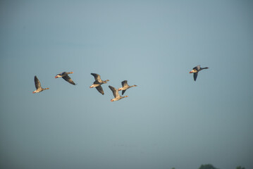 Obraz premium Gaggle flying early in the morning