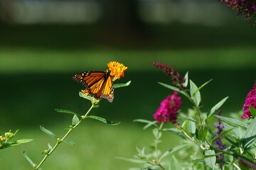 monarch butterfly in butterfly garden