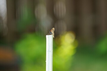 industrial monarch butterfly