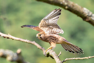 A kestrel stretching wings