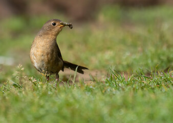 White-bellied Redstart Luscinia phaenicuroides with hunt