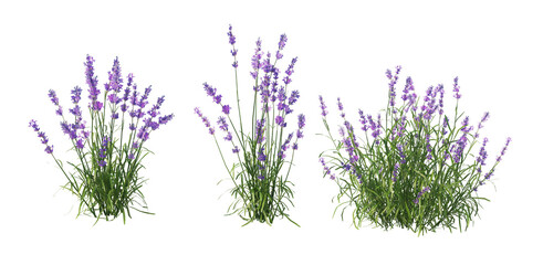 Shrubs and flower on a transparent background 