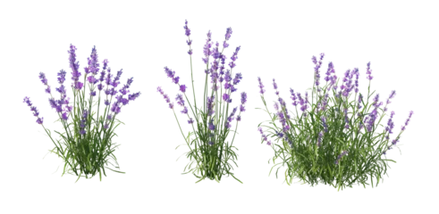 Deurstickers Shrubs and flower on a transparent background  © jomphon