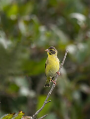 Yellow-breasted greenfinch 
