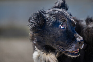 2022-08-12 A AUSTRALIAN SHEPARD LABRADOR MIX DOG WITH A BRIGHT EYE LOOKING TO THE RIGHT IN THE FRAME WITH A SUBDUDED AND BLURRY BACKGROUND