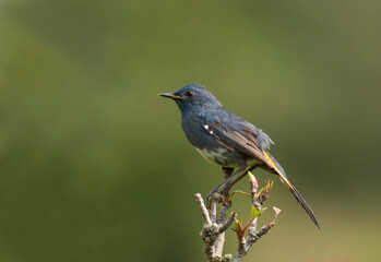 White-bellied Redstart Luscinia phaenicuroides