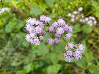 flowers in the garden
