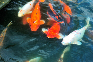 a bit blur photo of gold fish moving fast in pond 
