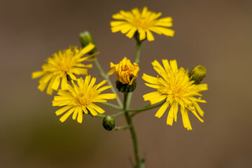 Yellow flower Hieracium umbellatum