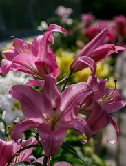 Beautiful pink oriental hybrids in bloom. Growing bulbous oriental lilies in the garden. White flower of oriental hybrids