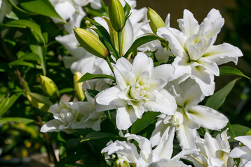 Obraz na płótnie Canvas Beautiful white oriental hybrids in bloom. Growing bulbous oriental lilies in the garden. White flower of oriental hybrids