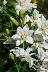 Beautiful white oriental hybrids in bloom. Growing bulbous oriental lilies in the garden. White flower of oriental hybrids.