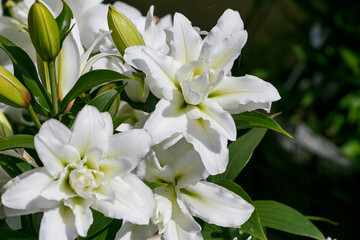 Beautiful white oriental hybrids in bloom. Growing bulbous oriental lilies in the garden. White flower of oriental hybrids.