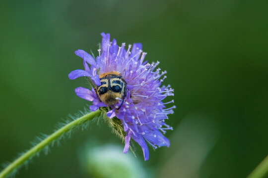 Bumblebee on a flower