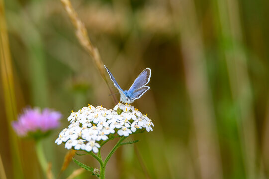Typical blues butterfly on a flower