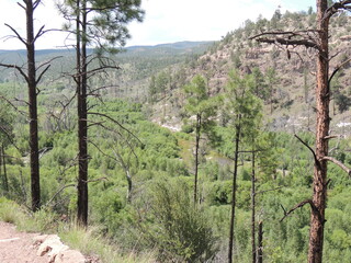 trees in the mountains