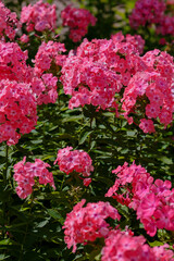 Pink inflorescences of phlox paniculata in the garden