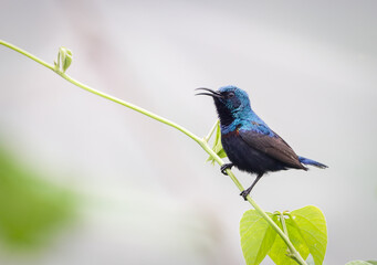 Purple sunbird (Male).Purple Sunbirds are small, nectar-feeding birds that belong to the sunbird family. 