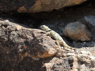 lizard on the rock