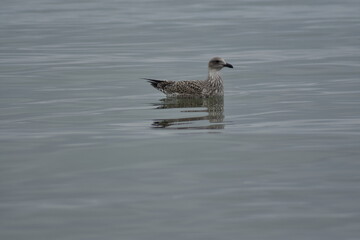 Gaviota joven flotando en el mar