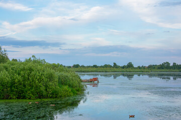 Fototapeta premium duckweed covered lake kiovo, moscow region, russia, Orthodox church on the shore overgrown with reeds at summer evening