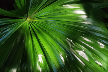 Obraz premium Green Palm leaf with sunlight reflection texture background