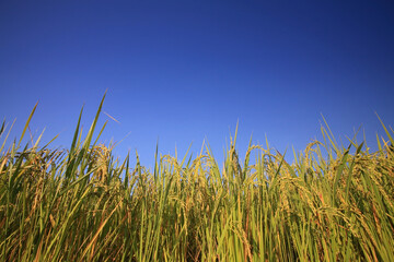 Obraz premium Ripe paddy rice to harvest against blue sky in Mae Klang Luang