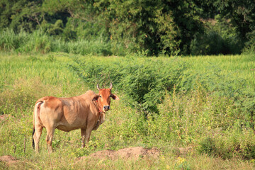 Portrait of brown cow in meadow to eat grass