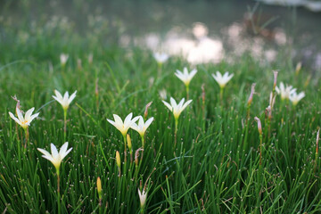 beautiful white rain lily flowers in garden field by small pond