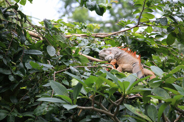 Green iguana on the tree trunk in tropical rainforest