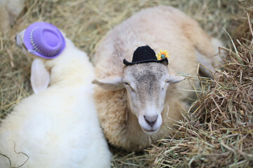 Smiling sheep with deccorated hat sit on dry grass