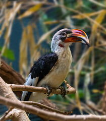 Obraz premium Von der Decken‘s decken‘s hornbill (tockus deckeni), adult on tree trunk.