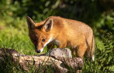 Red fox