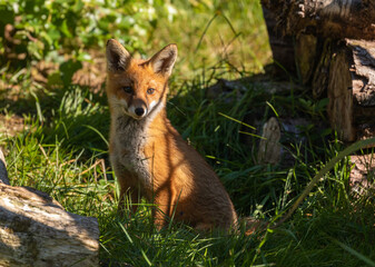 Red fox